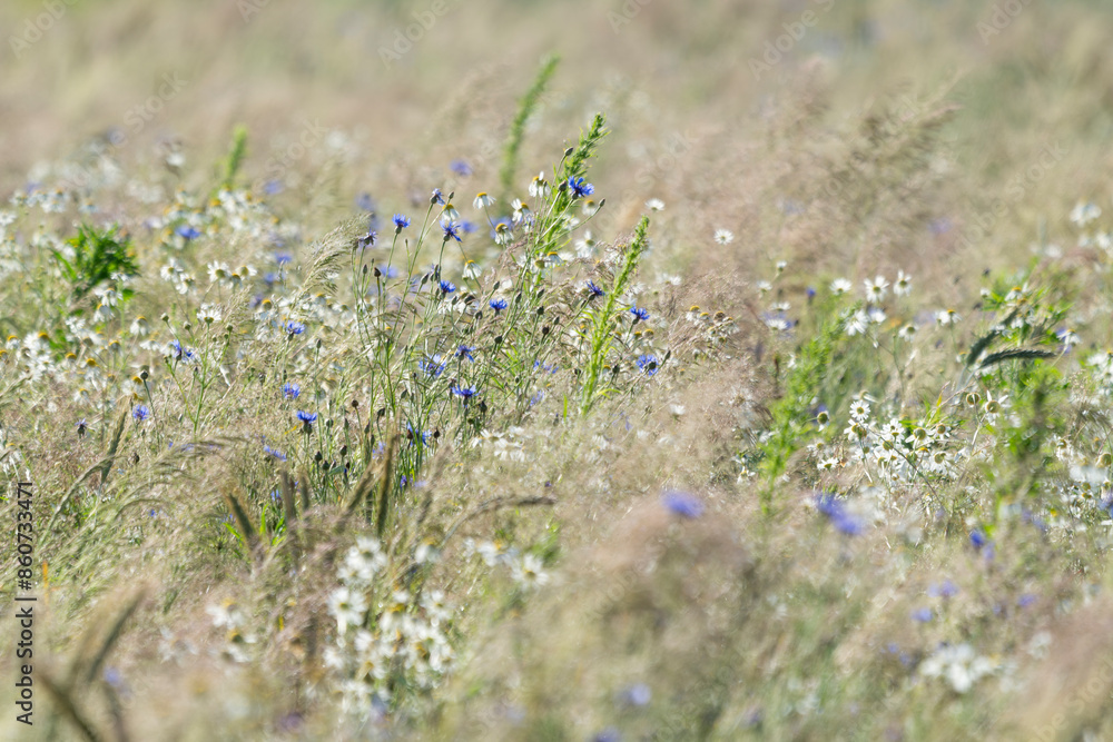 field, wheat, grain,wild meadow, wildflowers