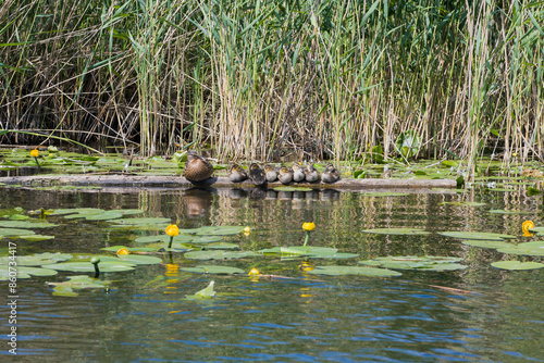 Fototapeta Naklejka Na Ścianę i Meble -  Young ducks at the river