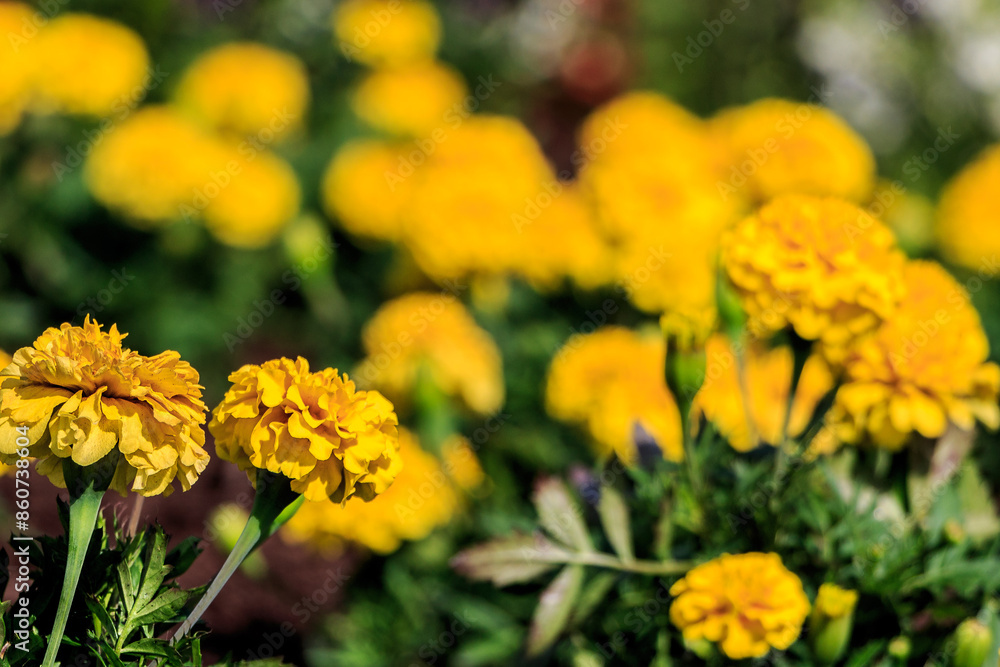 Two Yellow Marigolds against a field of out of focus marigolds Two Yellow Marigolds against a field of out of focus marigolds