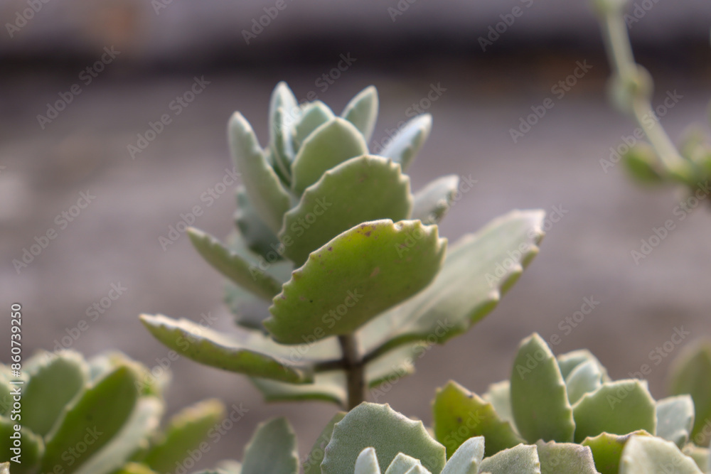 Close de uma planta suculenta com folhas verdes, roliças e em camadas. Fundo desfocado, destacando os detalhes da suculenta. Close de uma planta suculenta com folhas verdes, roliças e em camadas. Fundo desfocado, destacando os detalhes da suculenta.