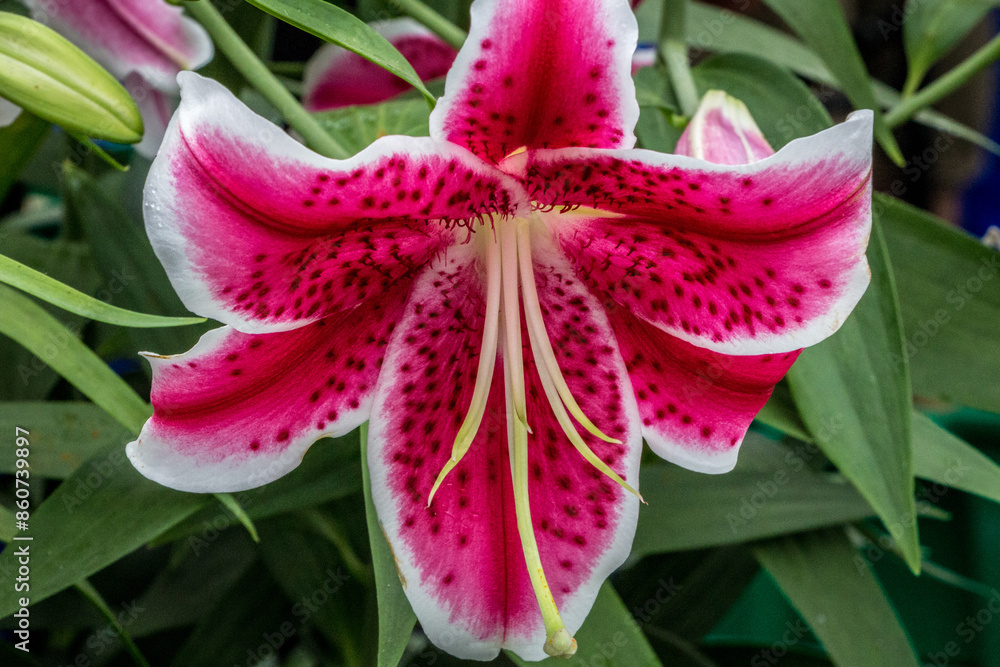 Red and White Stargazer Lilly Red and White Stargazer Lilly