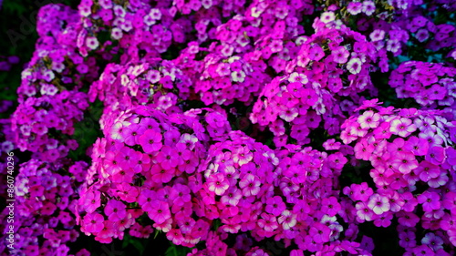 Purple garden Phlox (Phlox paniculata), pink flowers summer background. Floral pattern of purple flowers blooming in June. Beautiful vivid summer flowers background - colorful phlox petals & leaves.