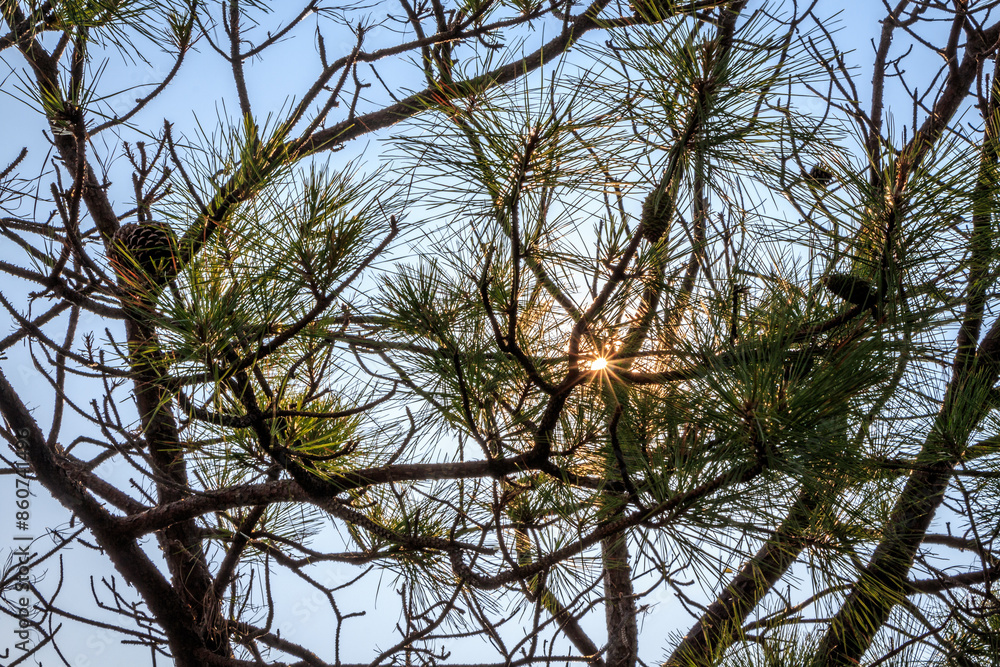 Sunburst through the pine trees in the forest Sunburst through the pine trees in the forest