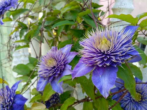 purple clematis in spring in the garden