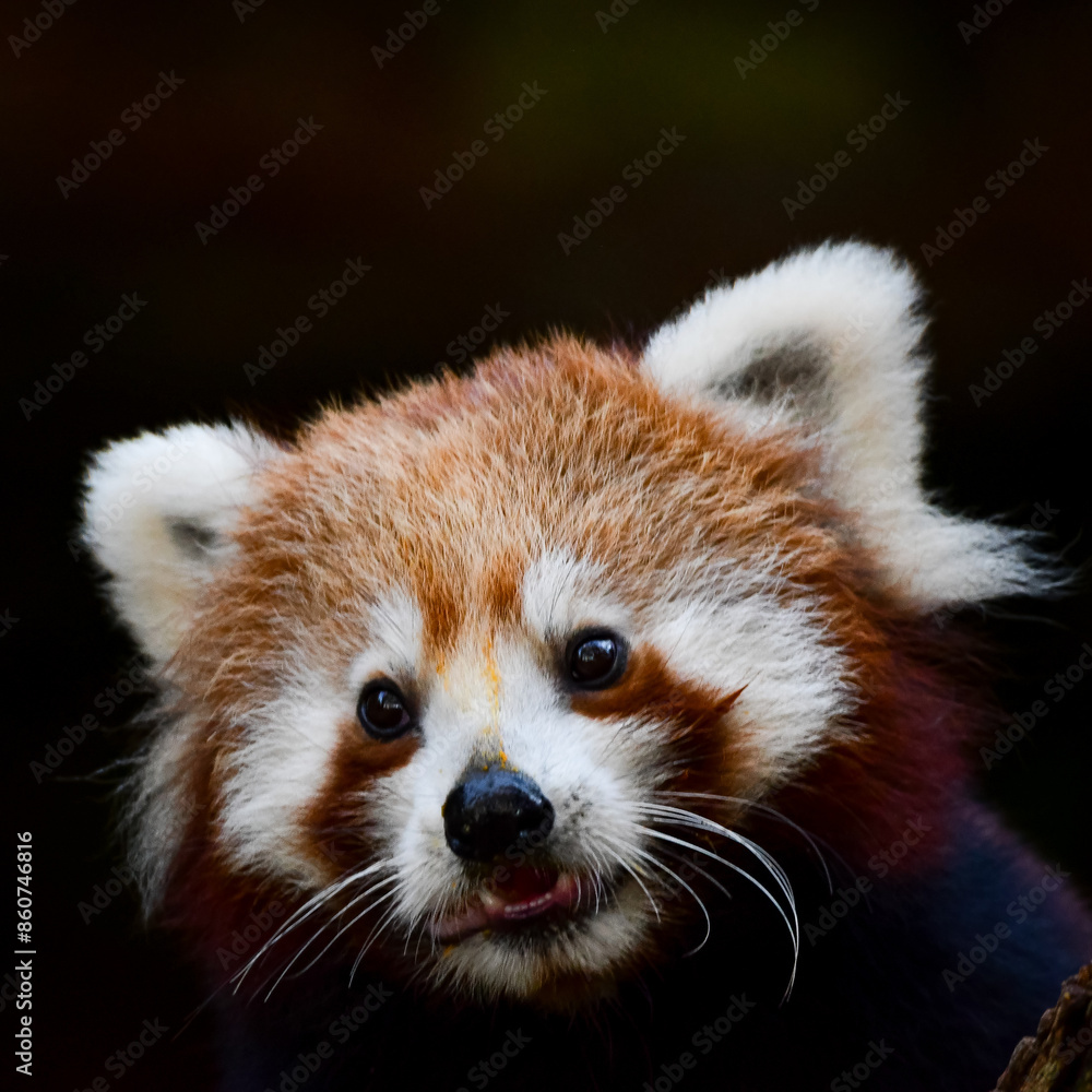 Portrait of a Red Panda (Ailurus fulgens) Portrait of a Red Panda (Ailurus fulgens)