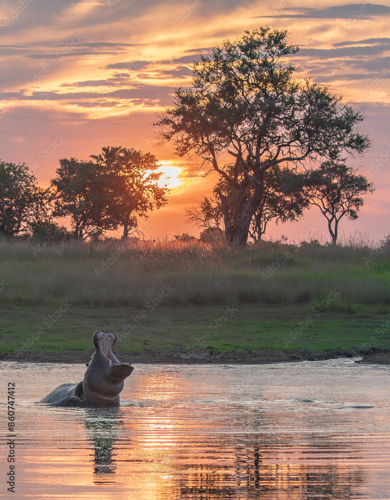 Foto Hippo yawning in Botswana