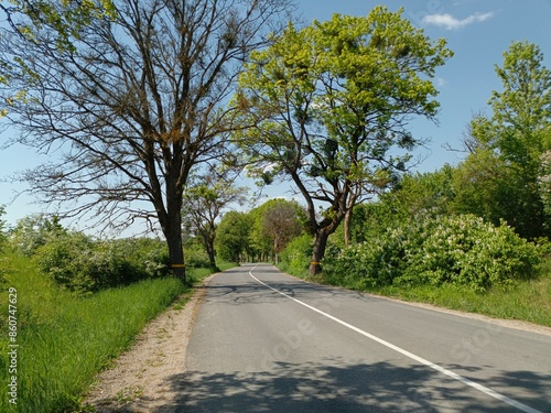 country road with oak alleys in sunny weather in East Prussia