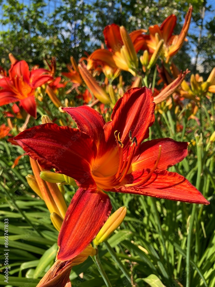 red and yellow lily garden