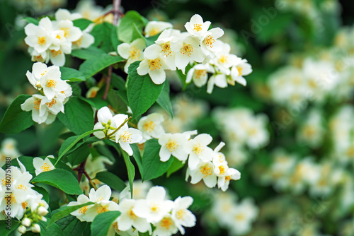 Blooming mock orange (Philadelphus) flowers, with a jasmine-like appearance, exuding fresh fragrance photo