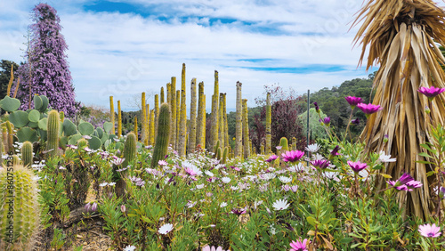 Columnar cactus, yuccas, flowering wisteria, other succulents and spring flowers. Spring time, sunny day.