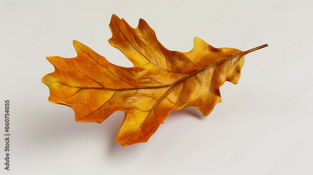 Fototapeta premium Oak leaf on white background.