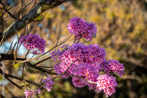 The most beautiful trees in flower: Pink Trumpet Tree (Tabebuia impetiginosa or Handroanthus impetiginosus). photo