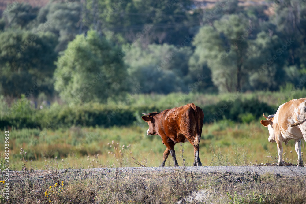 Cows walking along a rural pathway, set against a backdrop of lush green trees and countryside scenery.
Cows walking along a rural pathway, set against a backdrop of lush green trees and countryside scenery.