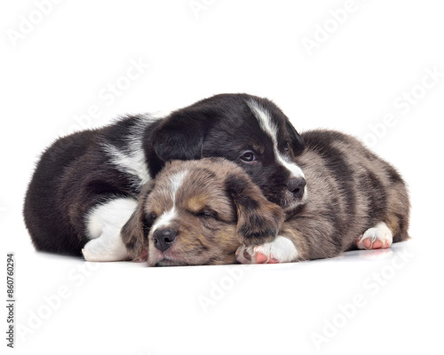 Two cute puppys © eAlisa