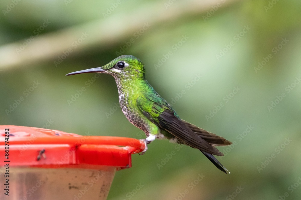 Fototapeta premium Green crowned brilliant, Heliodoxa jacula, on a bird feeder