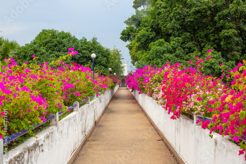Path with flower borders of red and pink bougainvillea. Tropical Flowers and Foliage © Natalia