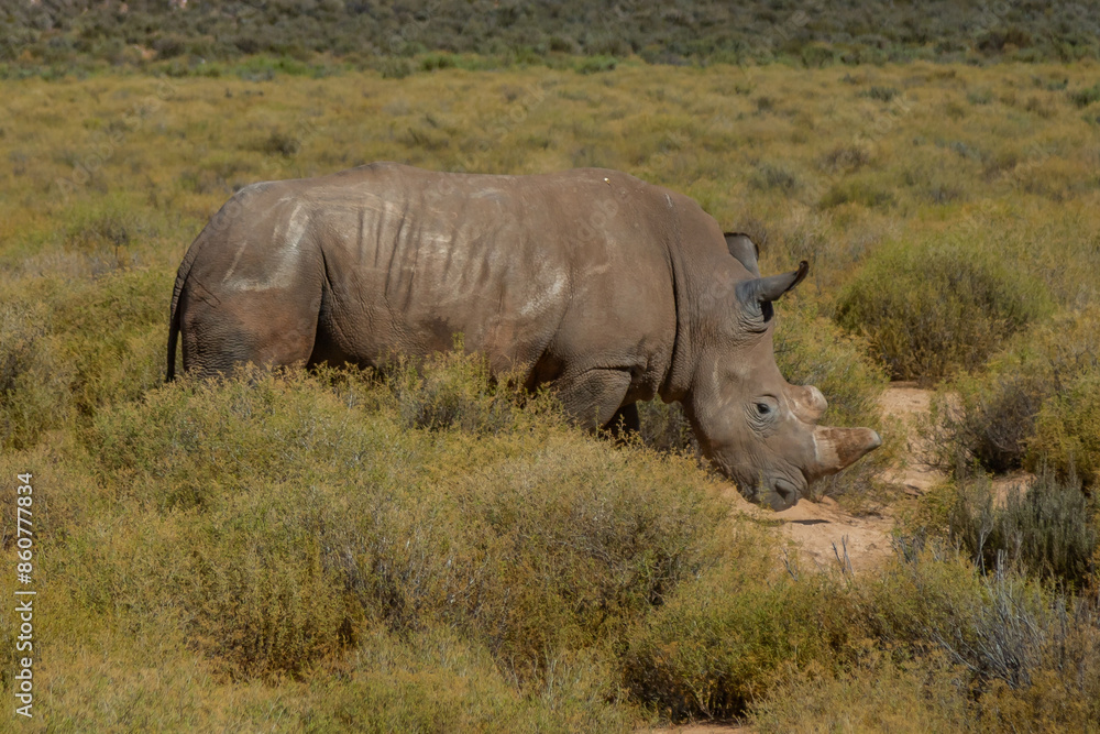 Exposure of South African Rhino done in a South Africa Safari Exposure of South African Rhino done in a South Africa Safari