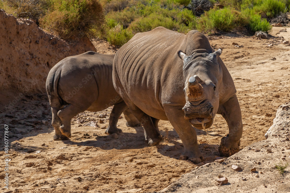 Fototapeta premium Exposure of South African Rhino done in a South Africa Safari