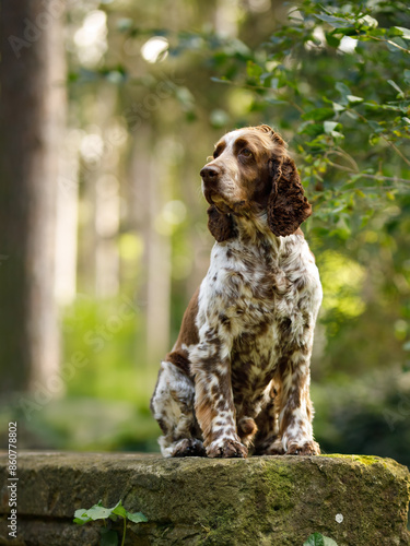 Portrait of an English Springer Spaniel sitting obediently in the park.