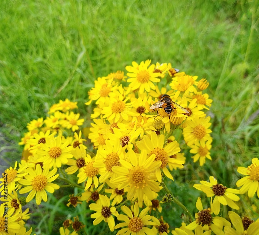 Close up photo of yellow flowers, Senecio jacobaea, also called common ragwort or Jacobaea vulgaris, with a hoverfly, Eristalis nemorum,  sitting on top of one of the flowers. Concept of summer. 