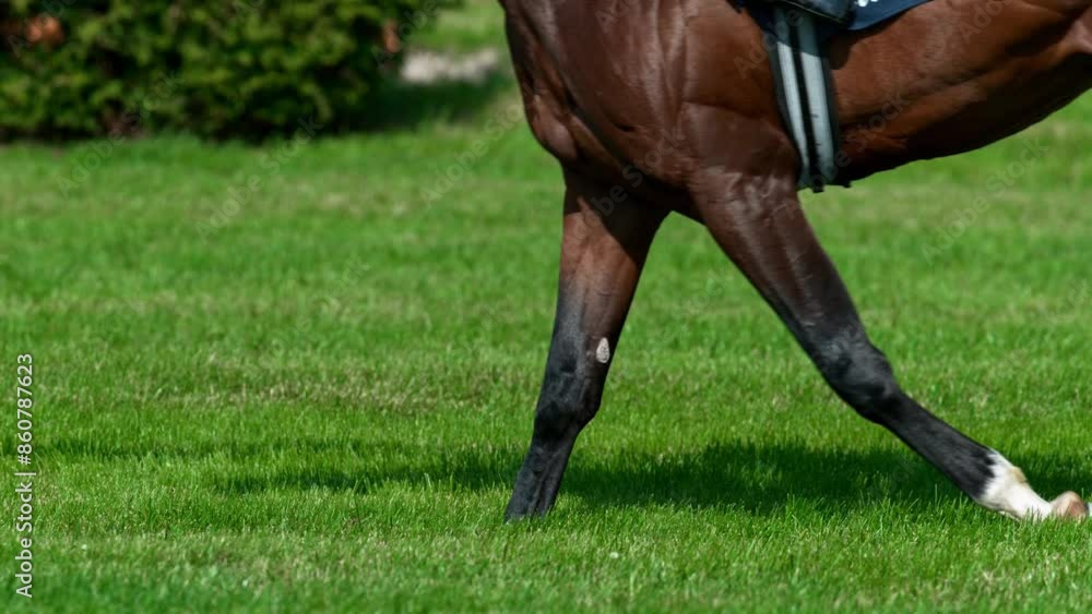Super Slow Motion Shot of Running Horses at 1000fps , Filmed on High Speed Cinematic Camera Super Slow Motion Shot of Running Horses at 1000fps , Filmed on High Speed Cinematic Camera