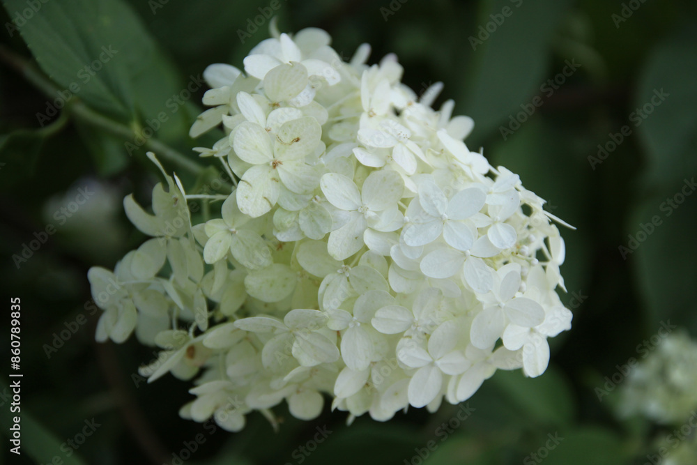 white flower white flower