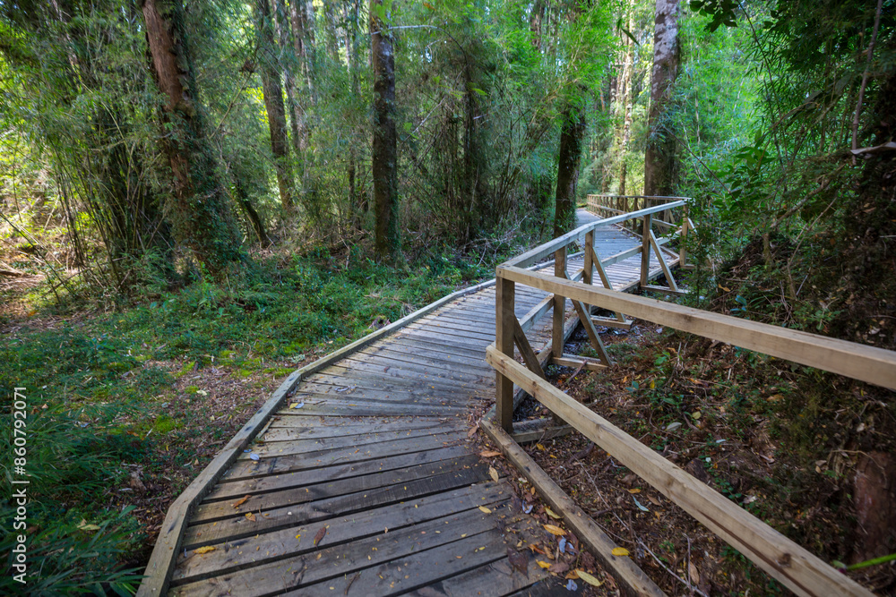 Boardwalk in the forest Boardwalk in the forest