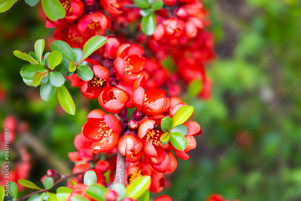 Blossom of bright Japanese Quince in spring. Red flowers of Maule's quince. Chaenomeles japonica from the Rosaceae family. Interesting nature concept for background design. Cydonia blooming Blossom of bright Japanese Quince in spring. Red flowers of Maule's quince. Chaenomeles japonica from the Rosaceae family. Interesting nature concept for background design. Cydonia blooming