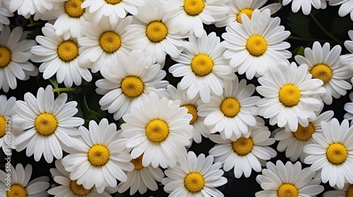 Blooming Daisy flowers composition. A close-up view of numerous white daisies with yellow centers, creating a vibrant and fresh floral pattern. Filled on full screen.