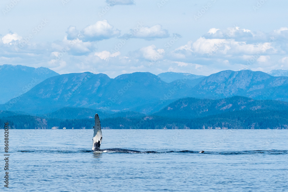 Obraz premium Humpback Salute A humpback point a pectoral fin to the sky on a clear BC day