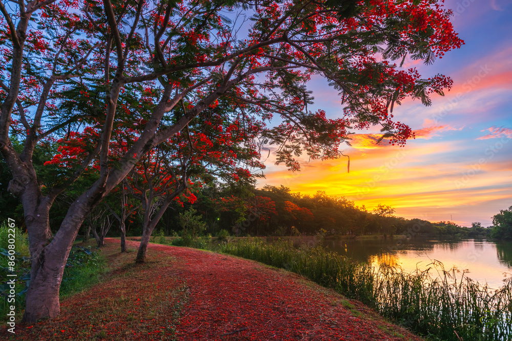 road landscape view and tropical red flowers Royal Poinciana or The Flame Tree (Delonix regia) of the reservoir with cloudy blue sunset sky the forest summer naturel background.