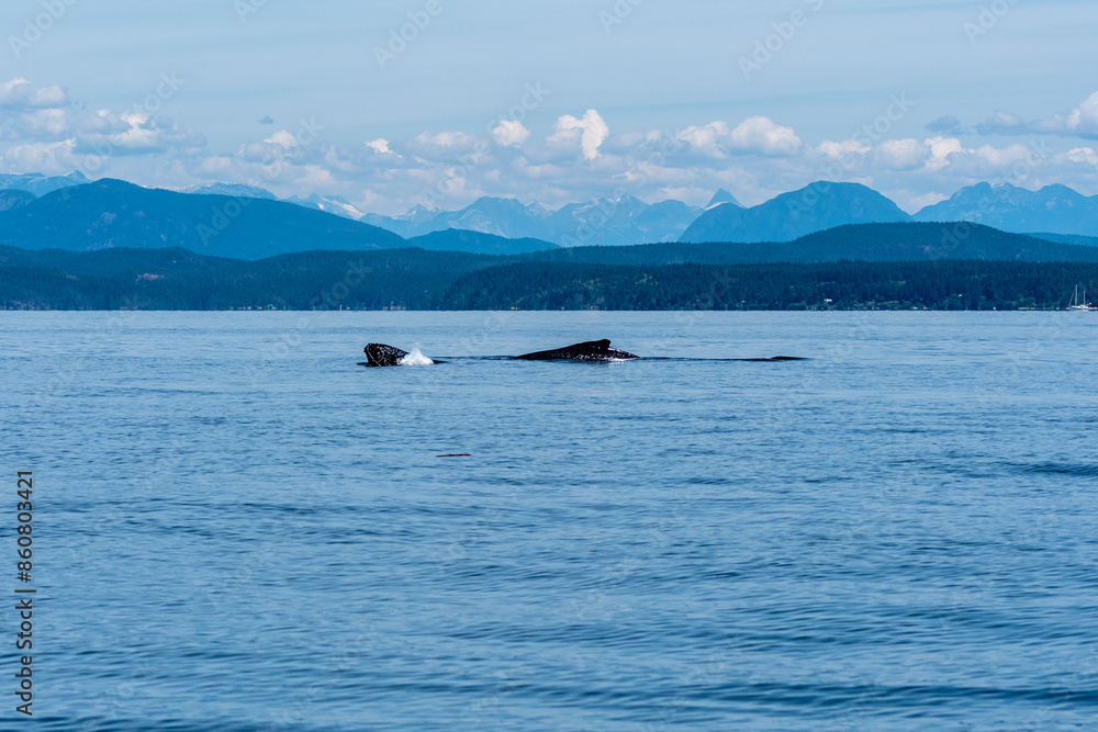 Playful humpback calf
A young humpback calf does a small breach and rolls back as mom swims close by Playful humpback calf
A young humpback calf does a small breach and rolls back as mom swims close by