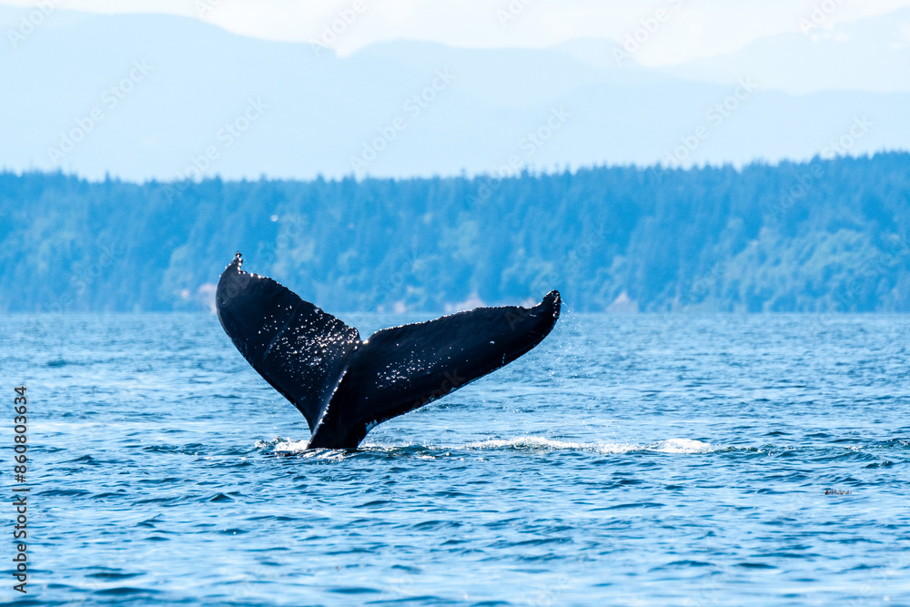 Fototapeta premium Glistening Humpback Fluke Sunlight glistens on the fluke of a humpback whale as the whale starts to dive