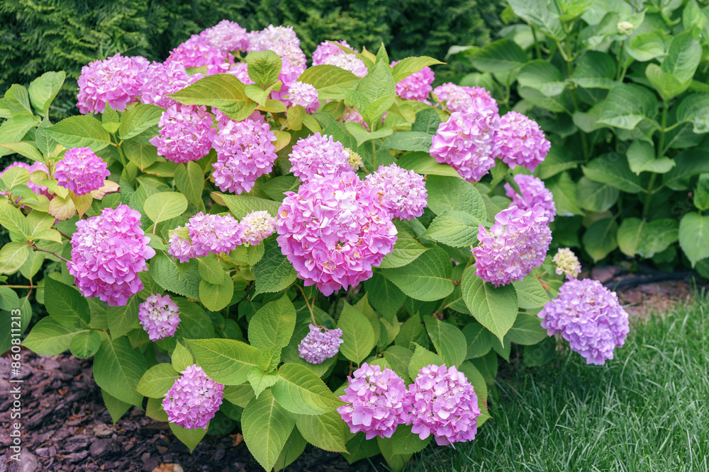 Bush of blooming pink flowers of hydrangea macrophylla Pink Annabelle in the summer garden or park. Gardening, decorative wedding flower, landscape design, Bush of blooming pink flowers of hydrangea macrophylla Pink Annabelle in the summer garden or park. Gardening, decorative wedding flower, landscape design,