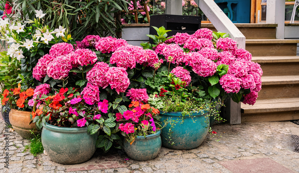 Blooming pink hydrangea in garden pots Blooming pink hydrangea in garden pots