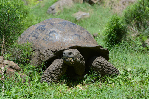 Western Santa Cruz Giant Tortoise (Chelonoidis niger porteri) eating grass in the Galapagos Islands. Endemic to Santa Cruz island in the Galapagos, this giant turtle eats plants and vegetation.
