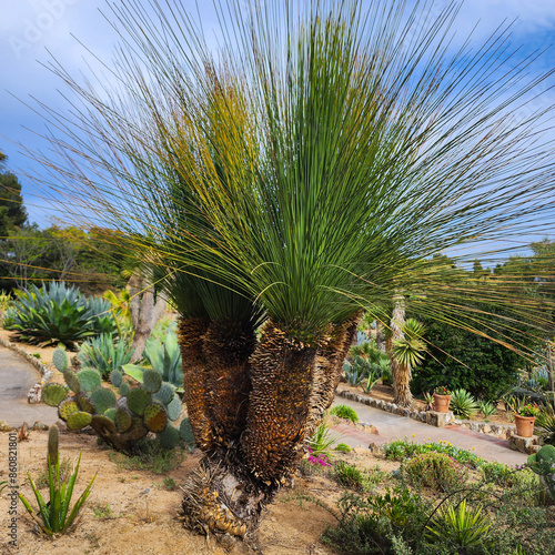 Dasylirion or Texas sotol.  Desert plant with narrow leaves on blue sky background. Environment. Wallpaper.