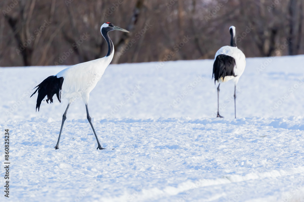Obraz premium タンチョウ 