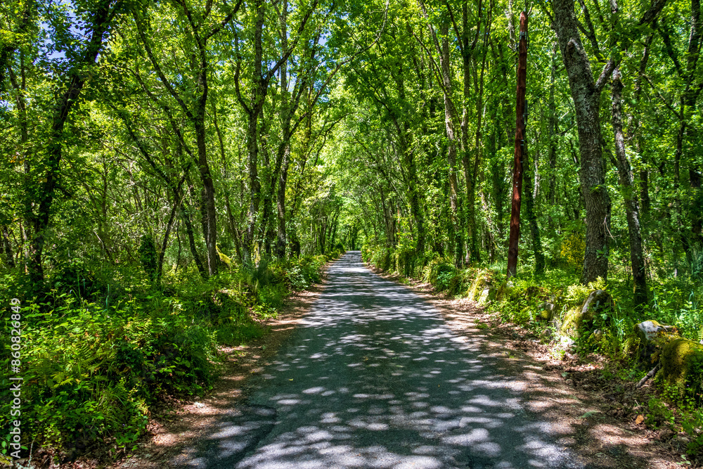 Perspective road with abundant vegetation around Perspective road with abundant vegetation around