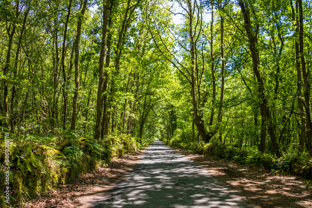 Perspective road with abundant vegetation around Perspective road with abundant vegetation around