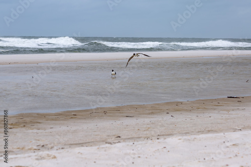 Gulls on the beach