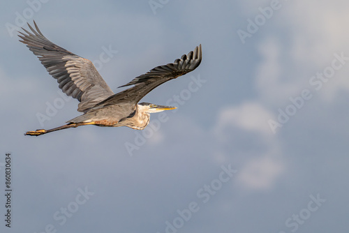 bird in nature 