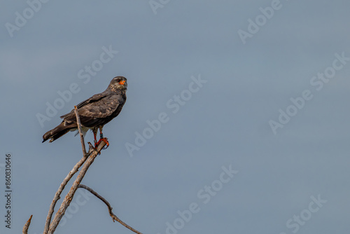 bird in nature 