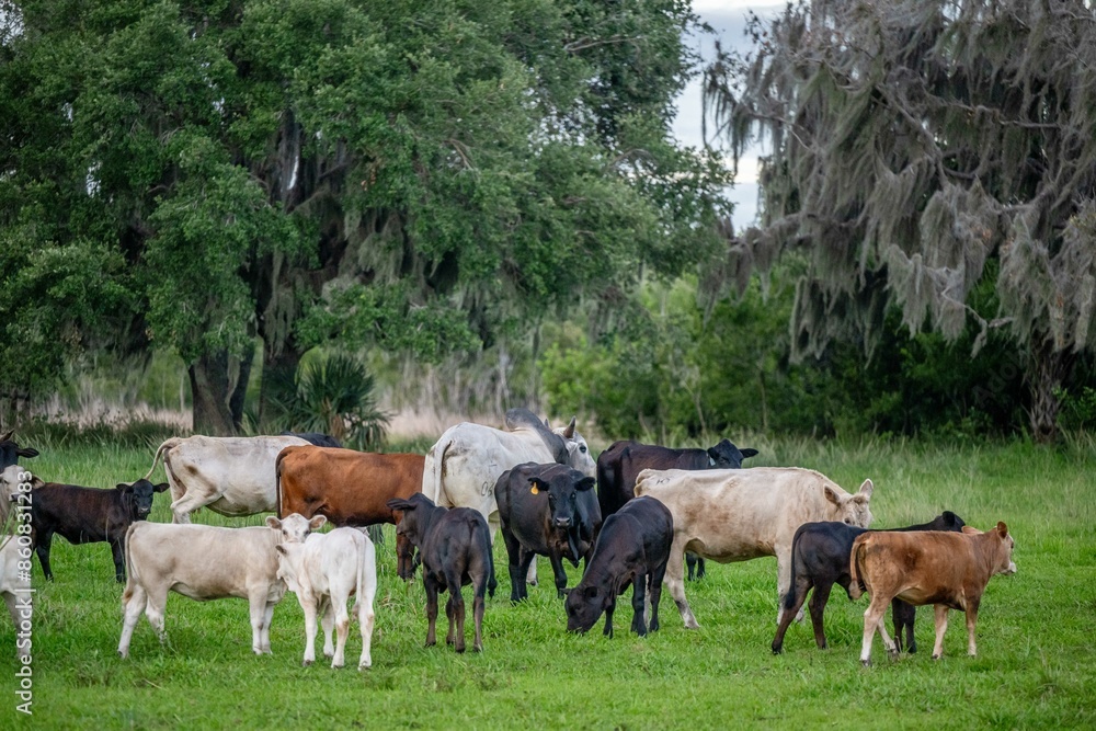 Fototapeta premium nature