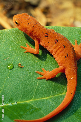 Red Spotted Newt, or Eastern Newt, on Green Leaf