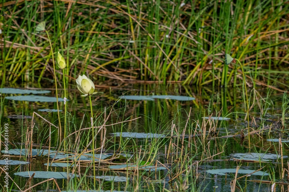 Fototapeta premium bird