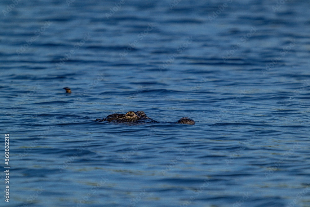 Fototapeta premium bird