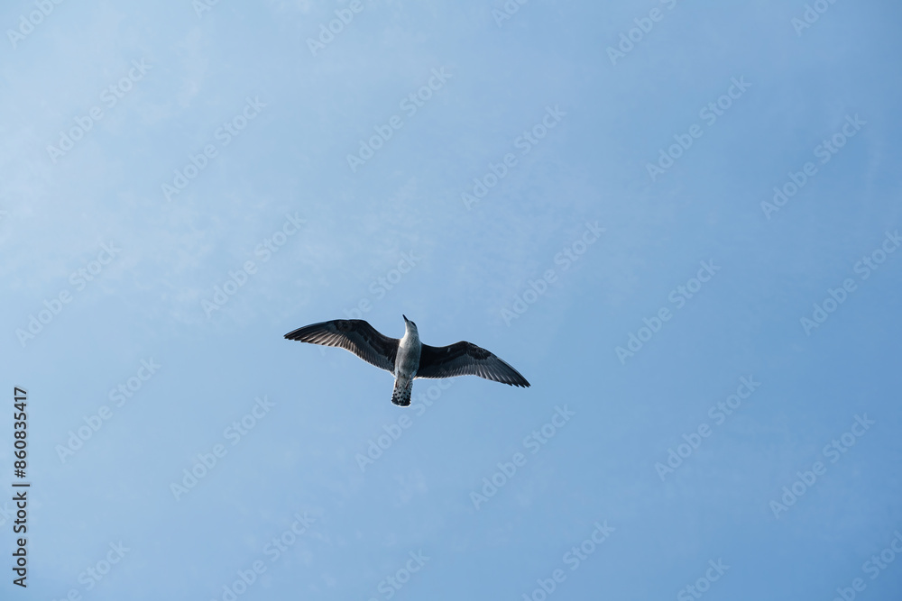 Obraz premium A seagull flies through the clear blue sky, wings outstretched.