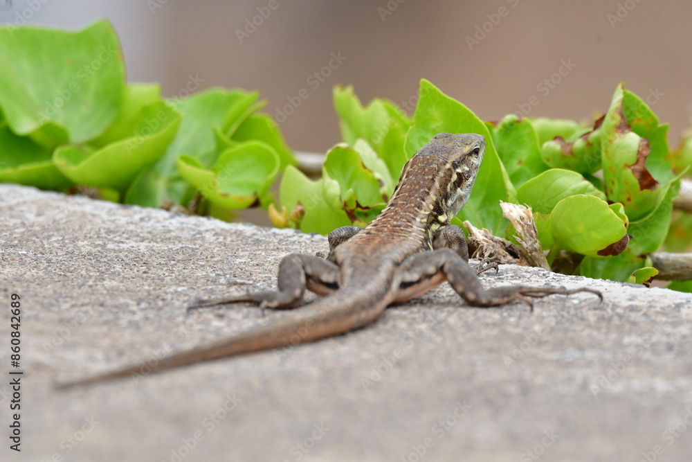 Fototapeta premium LAGARTO