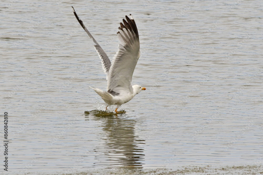 GAVIOTA PATIAMARILLA GAVIOTA PATIAMARILLA